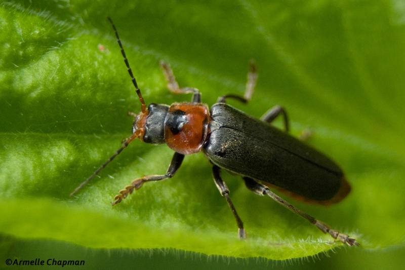 Cantharide commune - Cantharis fusca