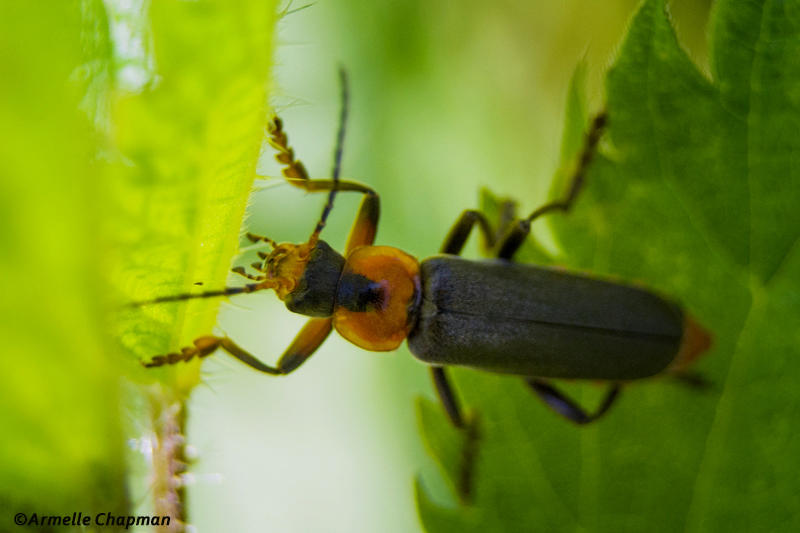 Cantharide commune - Cantharis fusca
